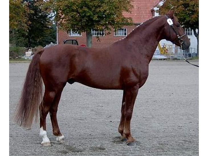 Kazahr