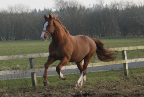 Elstedgårds Bolero